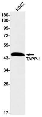 Western blot detection of TAPP-1 in K562 cell lysates using TAPP-1 Rabbit mAb(1:1000 diluted).Predicted band size:46kDa.Observed band size:46kDa.