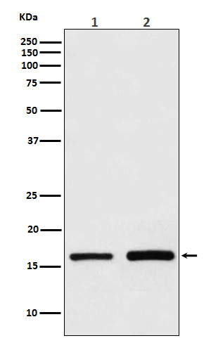 Western blot analysis of GPX4  expression in (1) HepG2 cell lysate; (2) Mouse testis lysate.