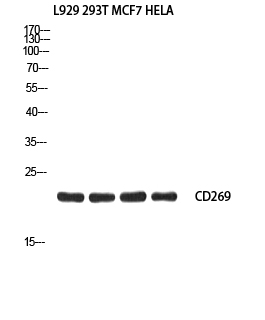 Fig1:; Western blot analysis of L929 293T MCF7 HELA using CD269 antibody. Antibody was diluted at 1:2000. Secondary antibody（catalog#: HA1001) was diluted at 1:20000