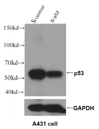 WB result of P53 antibody (Catalog No:113553, 1:2000) with si-p53 and si-Control transfected A431 cells.
