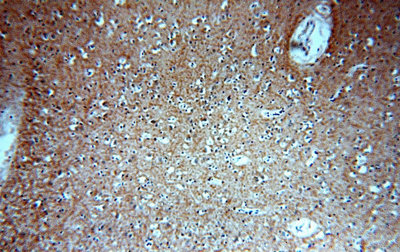 Immunohistochemical of paraffin-embedded human brain using Catalog No:113723(PSPN-Specific antibody) at dilution of 1:50 (under 10x lens)