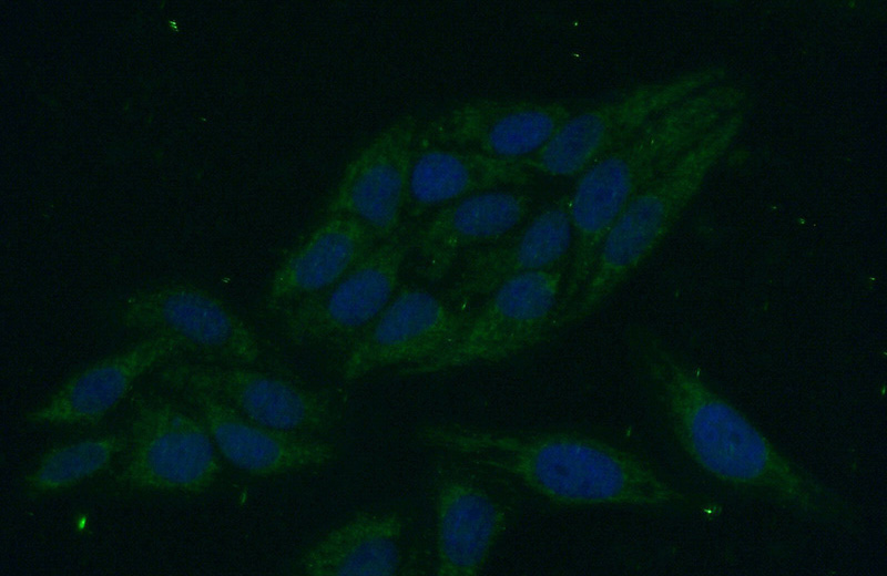 Immunofluorescent analysis of (-20oc Ethanol) fixed HepG2 cells using Catalog No:114092(PPP1R8 Antibody) at dilution of 1:50 and Alexa Fluor 488-congugated AffiniPure Goat Anti-Rabbit IgG(H+L)