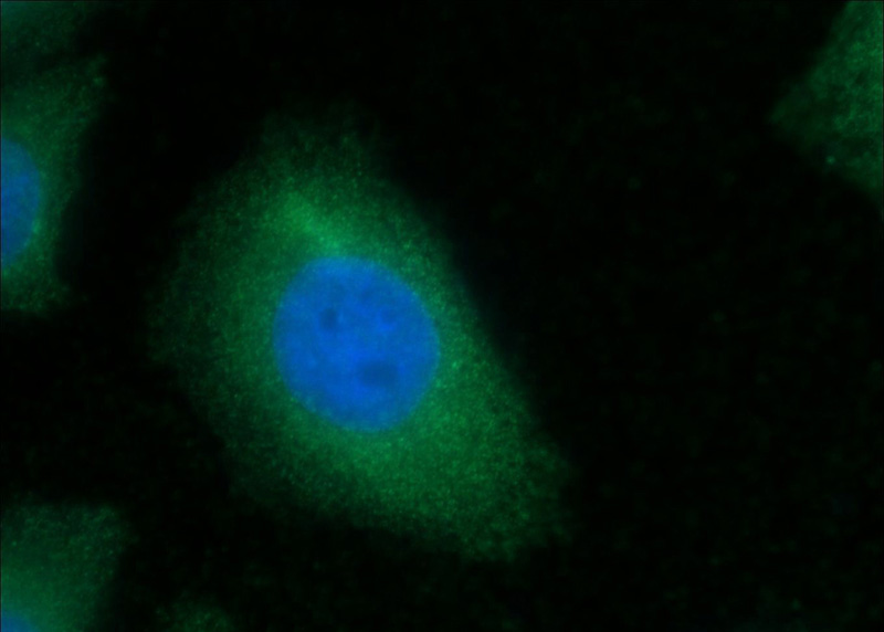 Immunofluorescent analysis of HepG2 cells using Catalog No:107175(CKM-Specific Antibody) at dilution of 1:50 and Alexa Fluor 488-congugated AffiniPure Goat Anti-Mouse IgG(H+L)