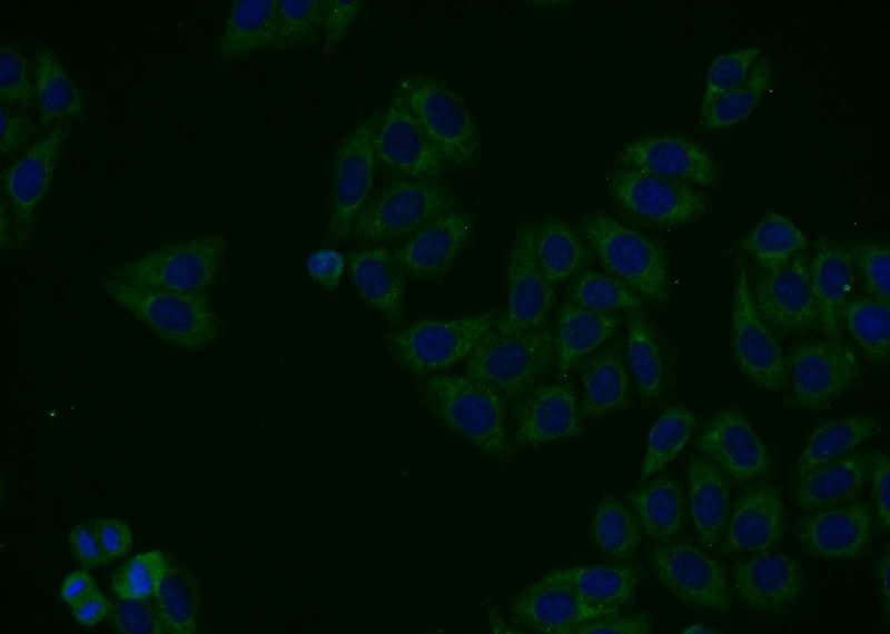 Immunofluorescent analysis of HepG2 cells using Catalog No:111954(ITM2C Antibody) at dilution of 1:50 and Alexa Fluor 488-congugated AffiniPure Goat Anti-Rabbit IgG(H+L)