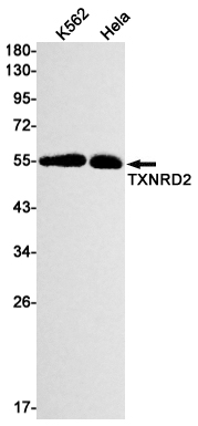 Western blot detection of TXNRD2 in K562,Hela cell lysates using TXNRD2 Rabbit mAb(1:1000 diluted).Predicted band size:57kDa.Observed band size:57kDa.