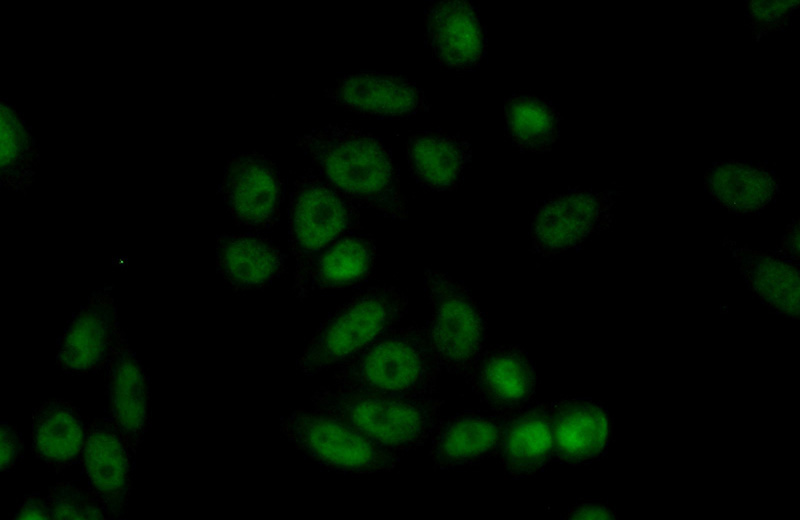 Immunofluorescent analysis of (10% Formaldehyde) fixed HeLa cells using Catalog No:108224(ASF1B Antibody) at dilution of 1:50 and Alexa Fluor 488-congugated AffiniPure Goat Anti-Rabbit IgG(H+L)