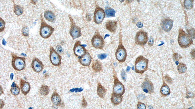 Immunohistochemistry of paraffin-embedded mouse brain tissue slide using Catalog No:115075(SEC13 Antibody) at dilution of 1:50 (under 40x lens)