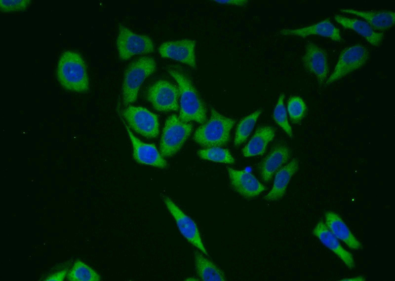 Immunofluorescent analysis of PC-3 cells using Catalog No:111026(QARS Antibody) at dilution of 1:25 and Alexa Fluor 488-congugated AffiniPure Goat Anti-Rabbit IgG(H+L)