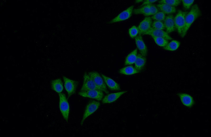Immunofluorescent analysis of HeLa cells using Catalog No:111684(IGFBP2 Antibody) at dilution of 1:25 and Alexa Fluor 488-congugated AffiniPure Goat Anti-Rabbit IgG(H+L)