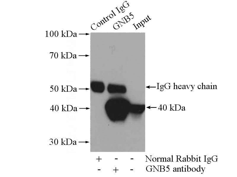 IP Result of anti-GNB5 (IP:Catalog No:110999, 4ug; Detection:Catalog No:110999 1:500) with rat brain tissue lysate 4000ug.