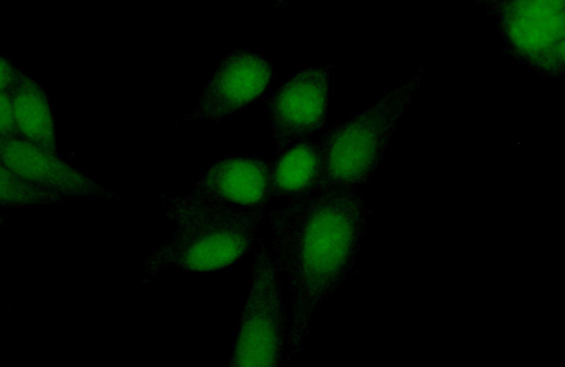 Immunofluorescent analysis of (10% Formaldehyde) fixed HeLa cells using Catalog No:117227(BRD2 Antibody) at dilution of 1:50 and Alexa Fluor 488-congugated AffiniPure Goat Anti-Rabbit IgG(H+L)