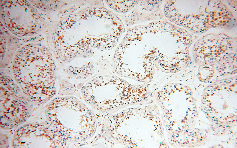 Immunohistochemical of paraffin-embedded human testis using Catalog No:110678(FKBP6 antibody) at dilution of 1:100 (under 10x lens)