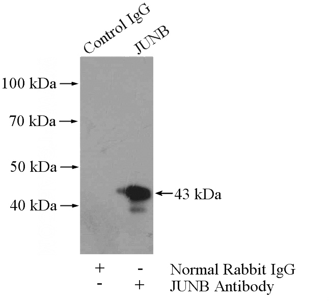 IP Result of anti-JUNB (IP:Catalog No:111900, 4ug; Detection:Catalog No:111900 1:500) with HeLa cells lysate 1200ug.