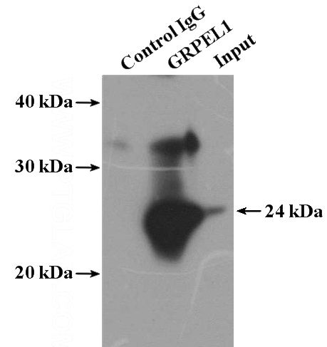 IP Result of anti-GRPEL1 (IP:Catalog No:111224, 4ug; Detection:Catalog No:111224 1:600) with MCF-7 cells lysate 1280ug.