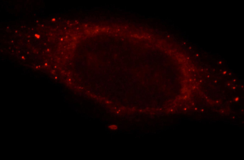 Immunofluorescent analysis of HepG2 cells, using CYP3A4 antibody Catalog No:109700 at 1:25 dilution and Rhodamine-labeled goat anti-rabbit IgG (red).