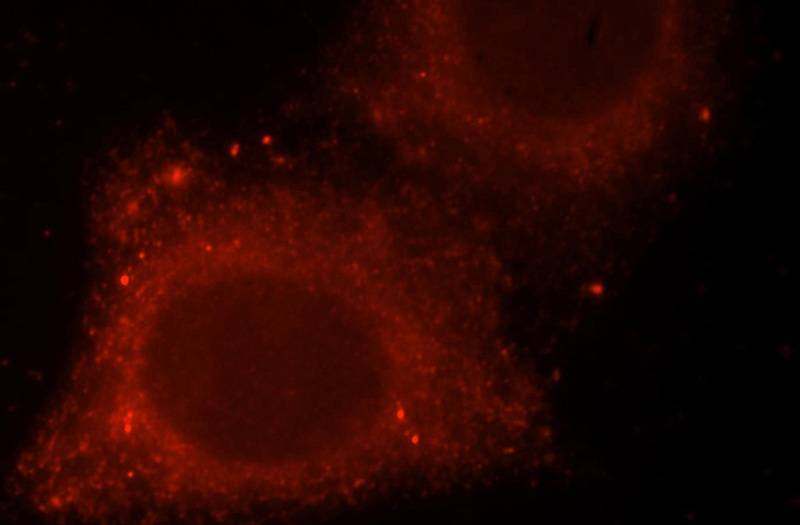 Immunofluorescent analysis of HepG2 cells, using RAB27A antibody Catalog No:114425 at 1:25 dilution and Rhodamine-labeled goat anti-rabbit IgG (red).