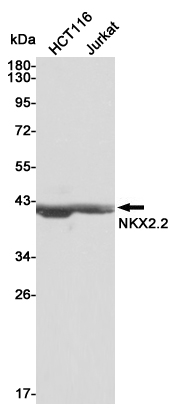 Western blot analysis of extracts from HCT116 and MCF7 cell lysates using NKX2.2 mouse mAb (1:1000 diluted).Predicted band size:30KDa.Observed band size:38KDa.