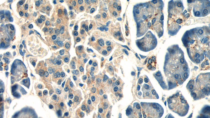 Immunohistochemistry of paraffin-embedded human pancreas tissue slide using Catalog No:115863(TBC1D19 Antibody) at dilution of 1:50 (under 40x lens)