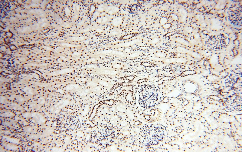 Immunohistochemical of paraffin-embedded human kidney using Catalog No:116050(THoc7 antibody) at dilution of 1:100 (under 10x lens)