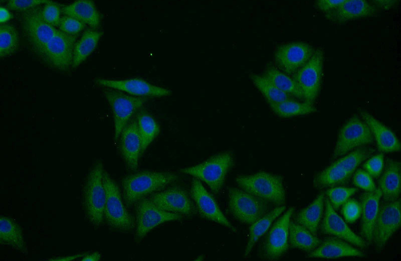 Immunofluorescent analysis of HepG2 cells using Catalog No:110979(GIPC1 Antibody) at dilution of 1:25 and Alexa Fluor 488-congugated AffiniPure Goat Anti-Rabbit IgG(H+L)