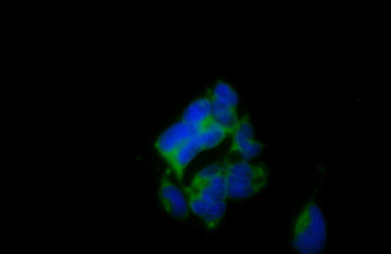 Immunofluorescent analysis of HEK-293 cells using Catalog No:115184(SH2D5 Antibody) at dilution of 1:50 and Alexa Fluor 488-congugated AffiniPure Goat Anti-Rabbit IgG(H+L)