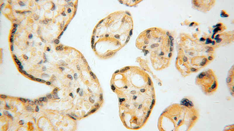 Immunohistochemical of paraffin-embedded human placenta using Catalog No:107330(NRP1 antibody) at dilution of 1:50 (under 40x lens)