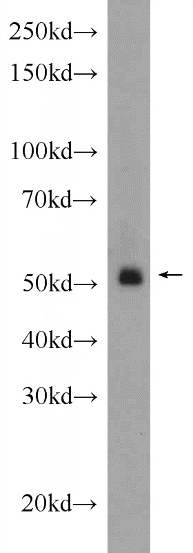 mouse heart tissue were subjected to SDS PAGE followed by western blot with Catalog No:117198(BMP4 Antibody) at dilution of 1:300
