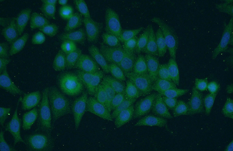 Immunofluorescent analysis of HeLa cells using Catalog No:116285(TNFAIP1 Antibody) at dilution of 1:50 and Alexa Fluor 488-congugated AffiniPure Goat Anti-Rabbit IgG(H+L)