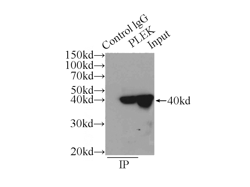 IP Result of anti-PLEK (IP:Catalog No:113953, 3ug; Detection:Catalog No:113953 1:1000) with U-937 cells lysate 3000ug.