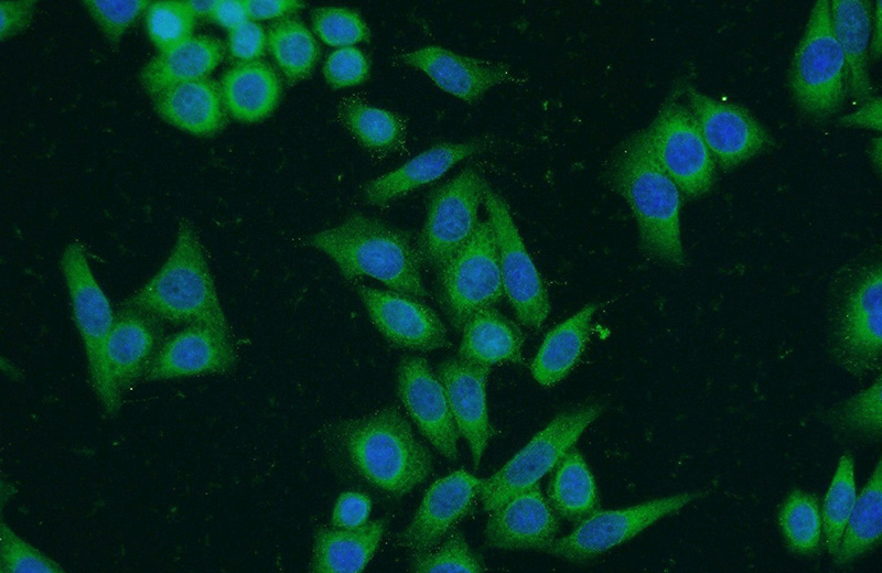 Immunofluorescent analysis of HeLa cells using Catalog No:108385(BCHE Antibody) at dilution of 1:50 and Alexa Fluor 488-congugated AffiniPure Goat Anti-Rabbit IgG(H+L)