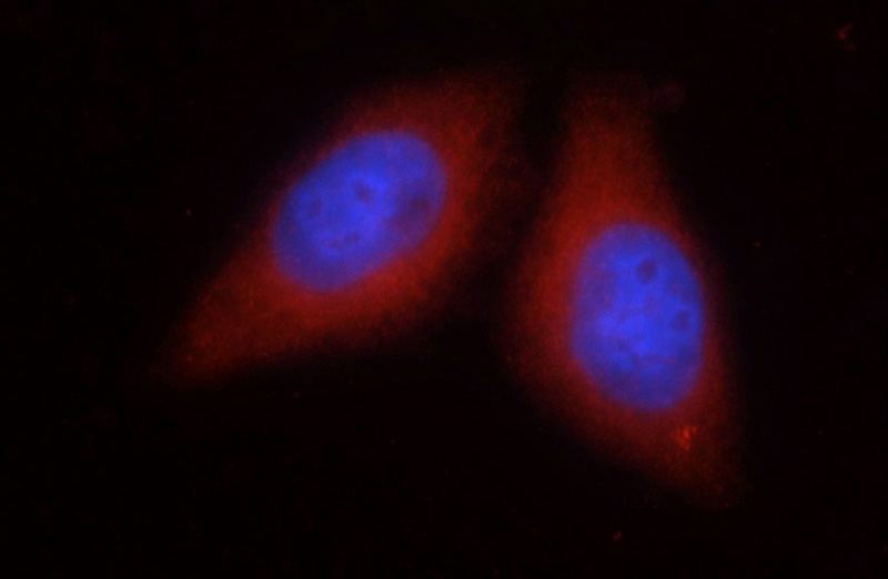 Immunofluorescent analysis of HepG2 cells using Catalog No:115232(SIL1 Antibody) at dilution of 1:25 and Rhodamine-Goat anti-Rabbit IgG