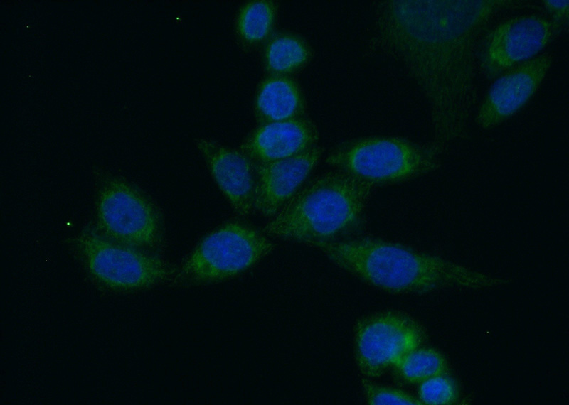 Immunofluorescent analysis of (10% Formaldehyde) fixed HeLa cells using Catalog No:110418(EXTL2 Antibody) at dilution of 1:50 and Alexa Fluor 488-congugated AffiniPure Goat Anti-Rabbit IgG(H+L)