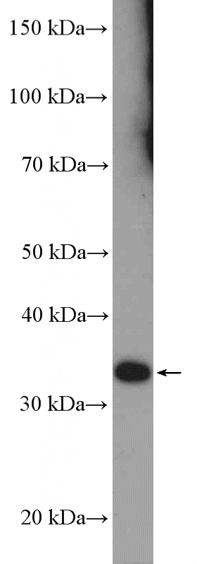 mouse testis tissue were subjected to SDS PAGE followed by western blot with Catalog No:114849(RSPH9 Antibody) at dilution of 1:600