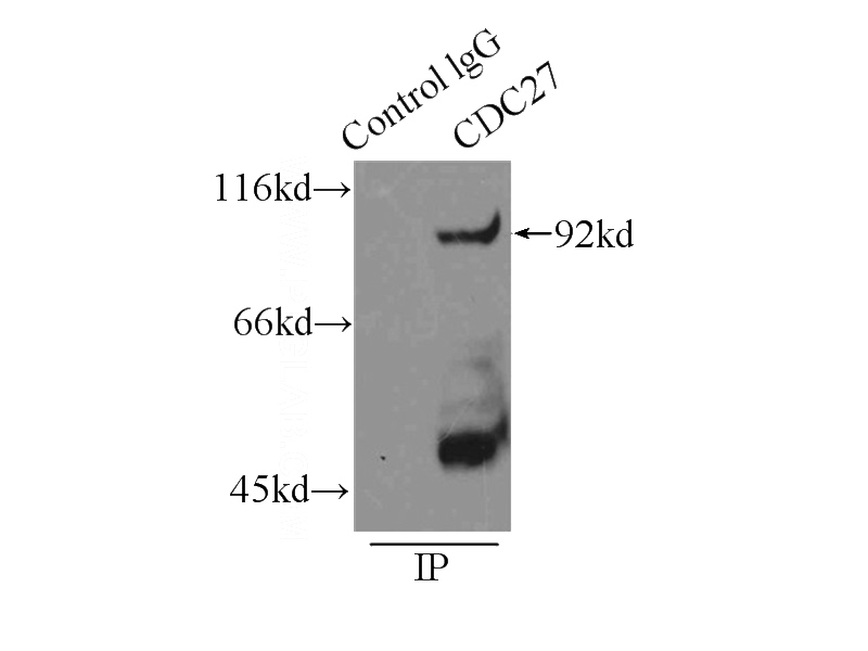 IP Result of anti-CDC27; APC3 (IP:Catalog No:109100, 3ug; Detection:Catalog No:109100 1:600) with K-562 cells lysate 11000ug.