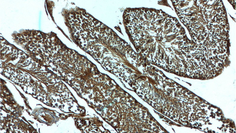 Immunohistochemistry of paraffin-embedded mouse testis tissue slide using Catalog No:115532(SPAG4-Specific Antibody) at dilution of 1:50 (under 10x lens)