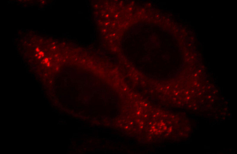 Immunofluorescent analysis of HepG2 cells, using MARCKS antibody Catalog No:112447 at 1:25 dilution and Rhodamine-labeled goat anti-rabbit IgG (red).