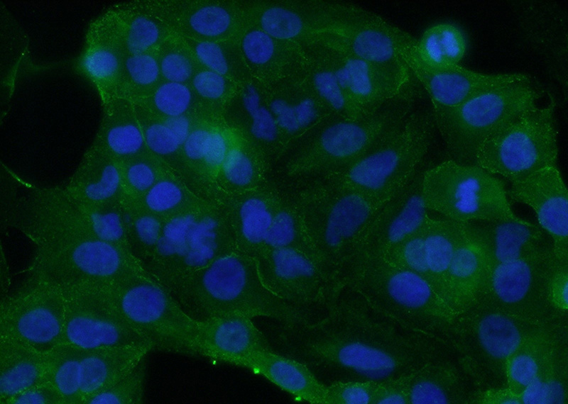 Immunofluorescent analysis of (10% Formaldehyde) fixed A549 cells using Catalog No:115034(SDPR Antibody) at dilution of 1:50 and Alexa Fluor 488-congugated AffiniPure Goat Anti-Rabbit IgG(H+L)