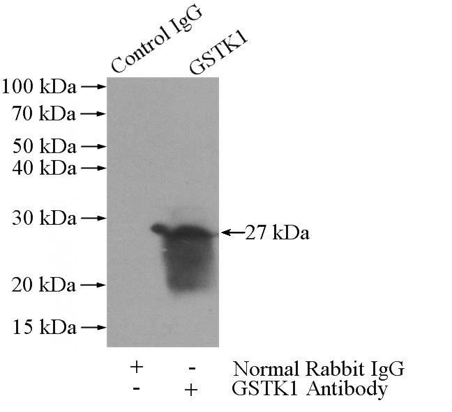 IP Result of anti-GSTK1 (IP:Catalog No:111184, 3ug; Detection:Catalog No:111184 1:1000) with Raji cells lysate 2000ug.