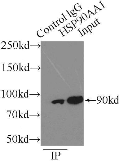 IP Result of anti-HSP90 (IP:Catalog No:111570, 3ug; Detection:Catalog No:111570 1:500) with K-562 cells lysate 2000ug.