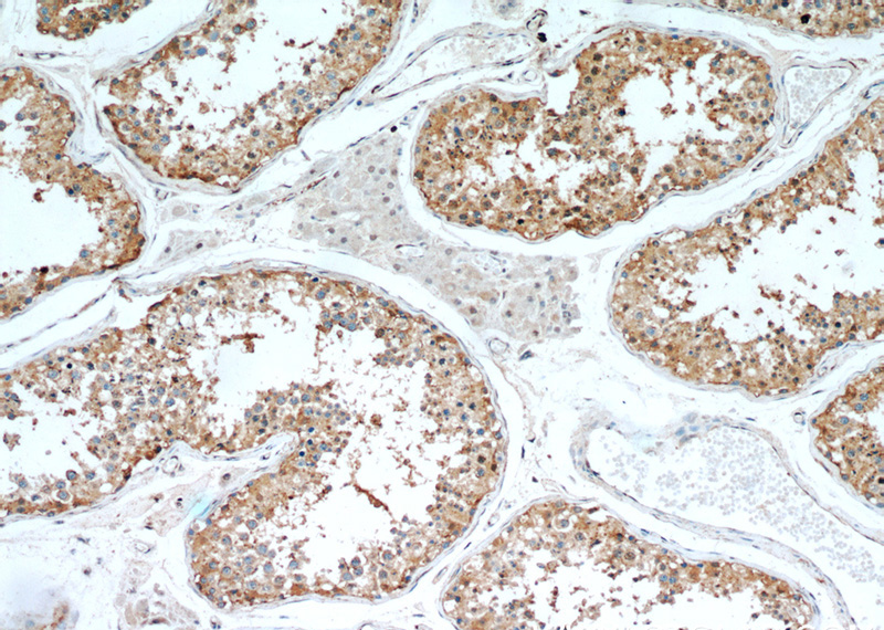 Immunohistochemical of paraffin-embedded human testis using Catalog No:108804(C9orf78 antibody) at dilution of 1:50 (under 10x lens)