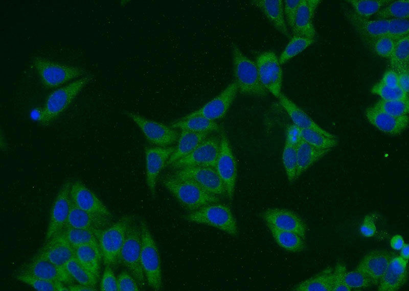 Immunofluorescent analysis of HepG2 cells using Catalog No:115021(SCRN3 Antibody) at dilution of 1:25 and Alexa Fluor 488-congugated AffiniPure Goat Anti-Rabbit IgG(H+L)