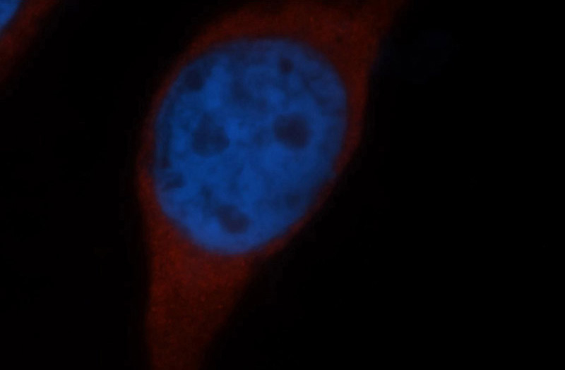Immunofluorescent analysis of Hela cells, using RPS15 antibody Catalog No:114830 at 1:50 dilution and Rhodamine-labeled goat anti-rabbit IgG (red). Blue pseudocolor = DAPI (fluorescent DNA dye).