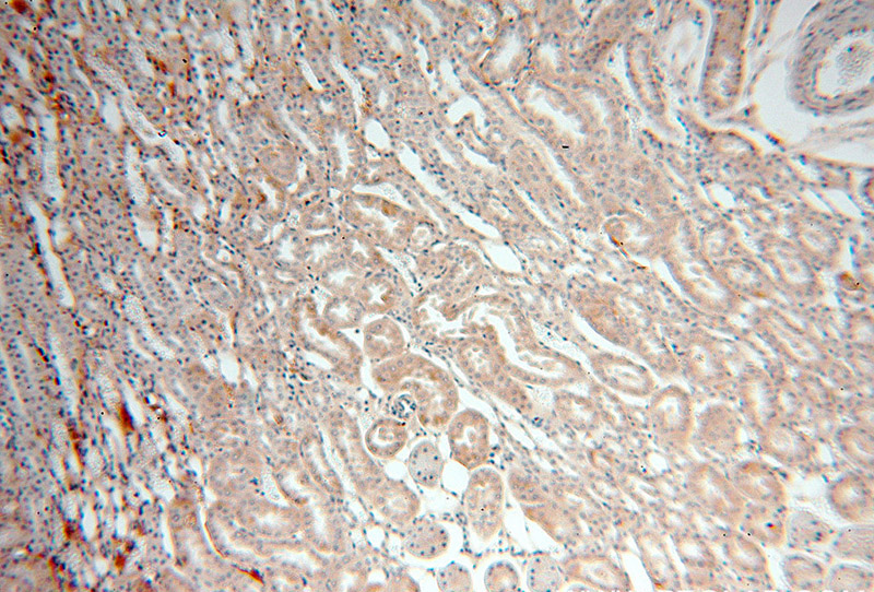 Immunohistochemical of paraffin-embedded human kidney using Catalog No:110771(GABARAPL1 antibody) at dilution of 1:100 (under 10x lens)