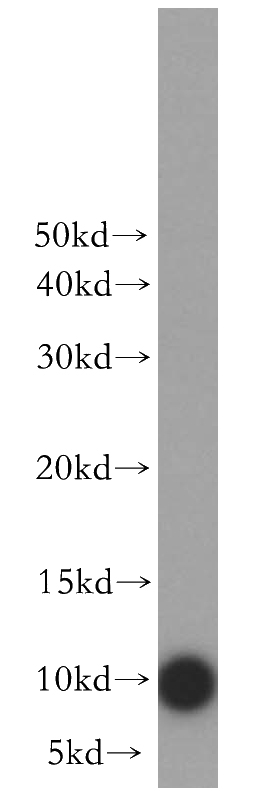 HepG2 cells were subjected to SDS PAGE followed by western blot with Catalog No:113088(NDUFV3 antibody) at dilution of 1:300
