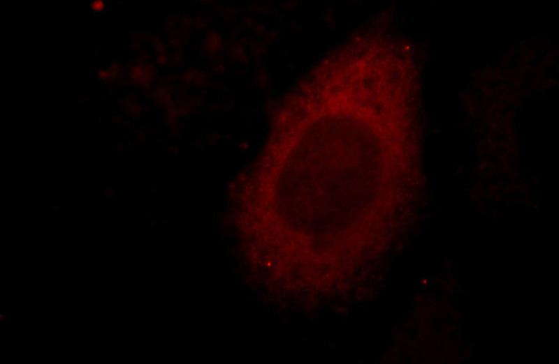 Immunofluorescent analysis of HepG2 cells, using C1QTNF1 antibody Catalog No:109732 at 1:25 dilution and Rhodamine-labeled goat anti-rabbit IgG (red).