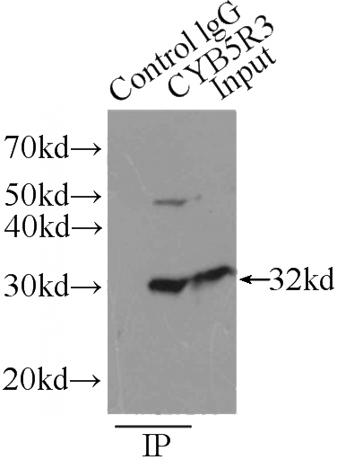 IP Result of anti-CYB5R3 (IP:Catalog No:109657, 3ug; Detection:Catalog No:109657 1:1000) with HepG2 cells lysate 6000ug.
