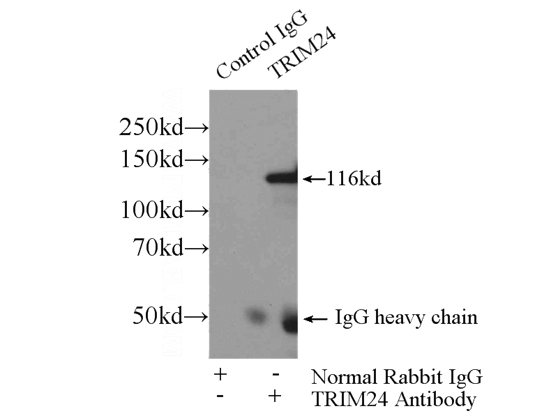IP Result of anti-TRIM24 (IP:Catalog No:116306, 4ug; Detection:Catalog No:116306 1:800) with MCF-7 cells lysate 4000ug.