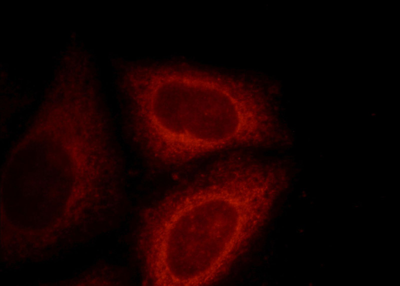 Immunofluorescent analysis of HepG2 cells, using DNAJC2 antibody Catalog No:110108 at 1:25 dilution and Rhodamine-labeled goat anti-rabbit IgG (red).