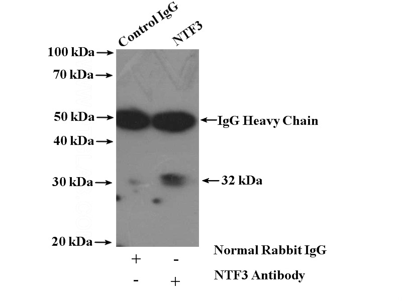 IP Result of anti-NTF3 (IP:Catalog No:113133, 4ug; Detection:Catalog No:113133 1:800) with SH-SY5Y cells lysate 1600ug.