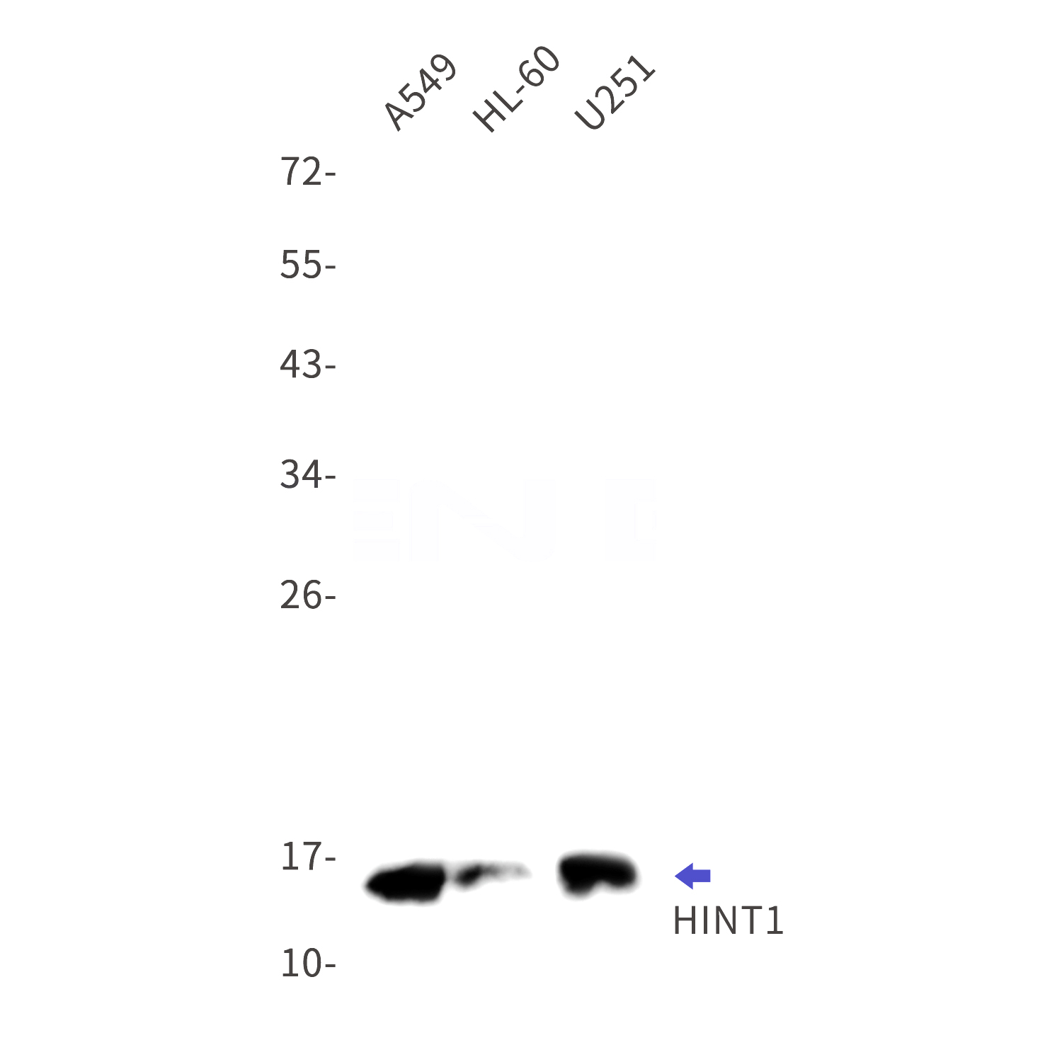 Western blot detection of HINT1 in A549,HL-60,U251 cell lysates using HINT1 Rabbit mAb(1:1000 diluted).Predicted band size:14kDa.Observed band size:14kDa.